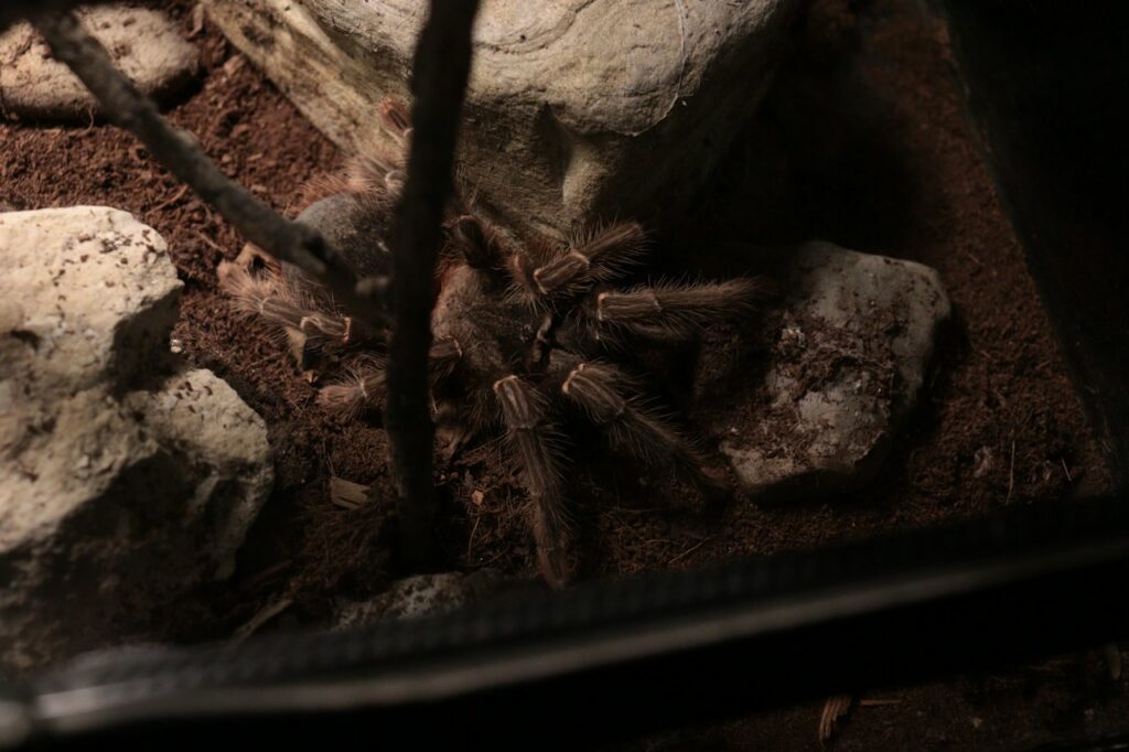 Lasiodora parahybana - Samiec