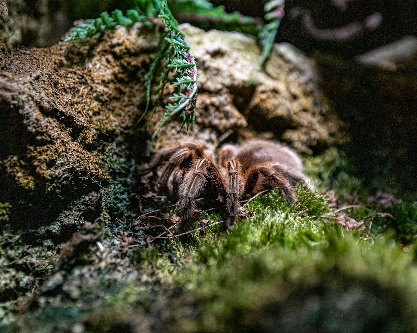 Owłosiona tarantula spoczywa na zielonym mchu między ciemnymi skałami.