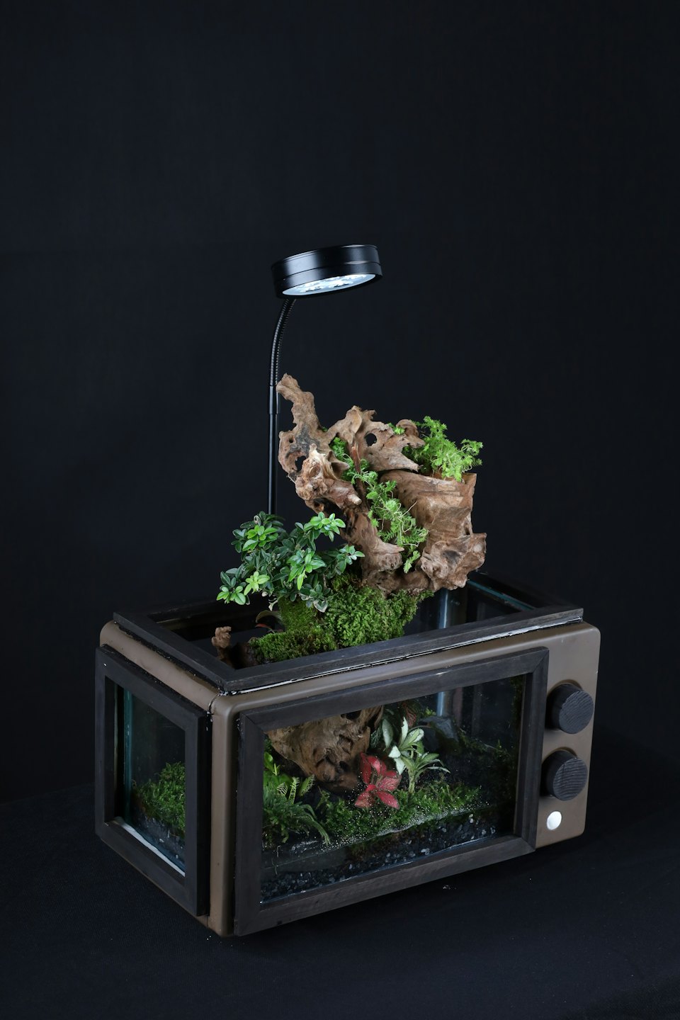Terrarium w starym telewizorze z mchem i roślinami.