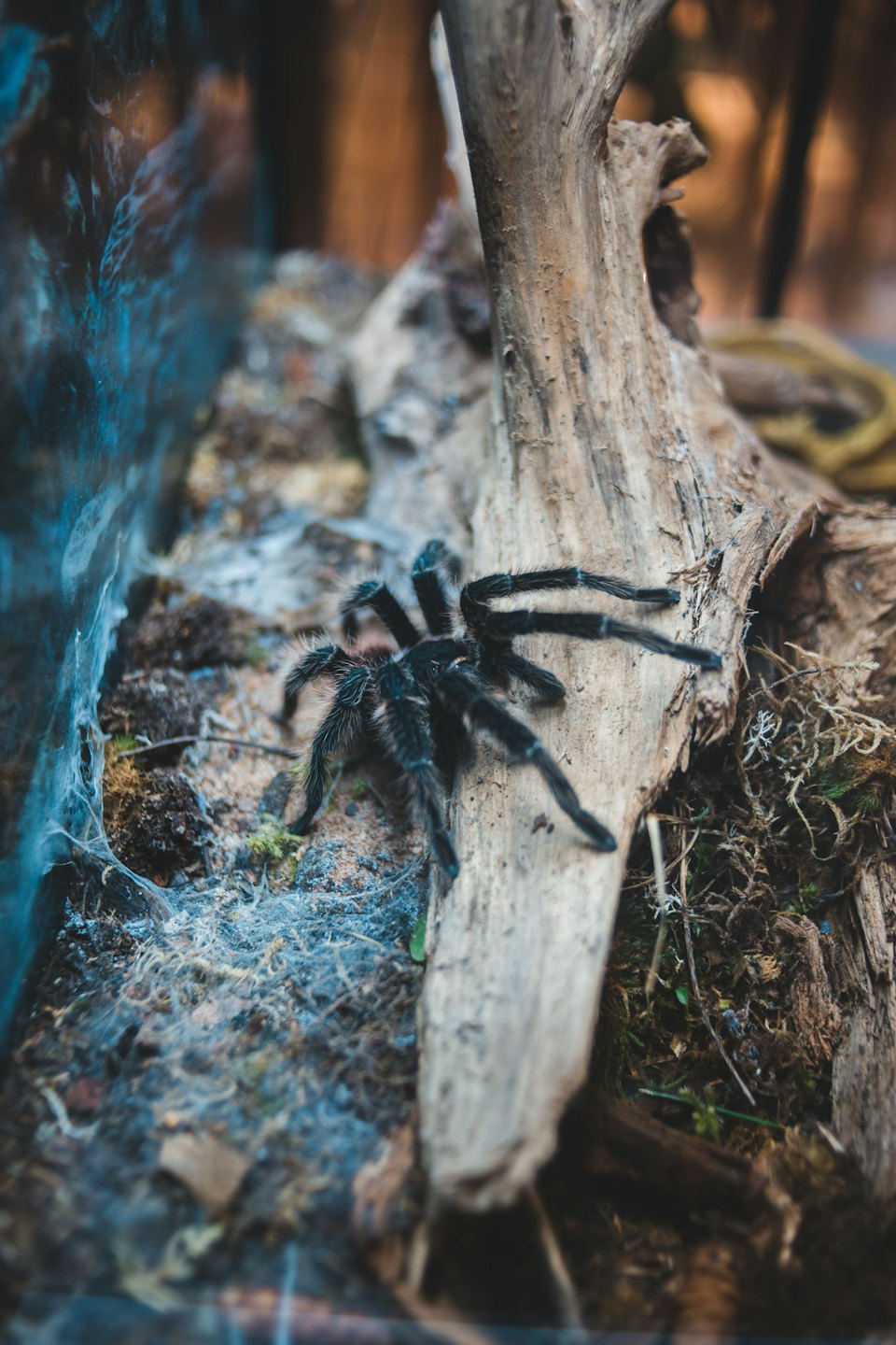 Czarna tarantula spoczywa na kawałku drewna w swoim terrarium.
