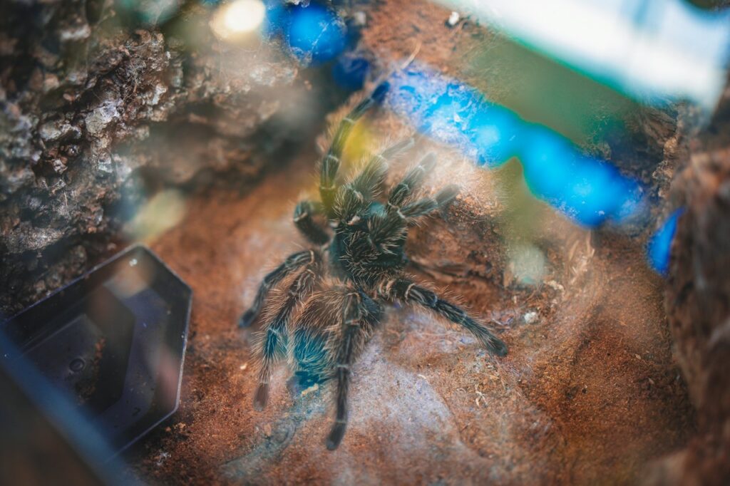 Brachypelma hamorii - L1