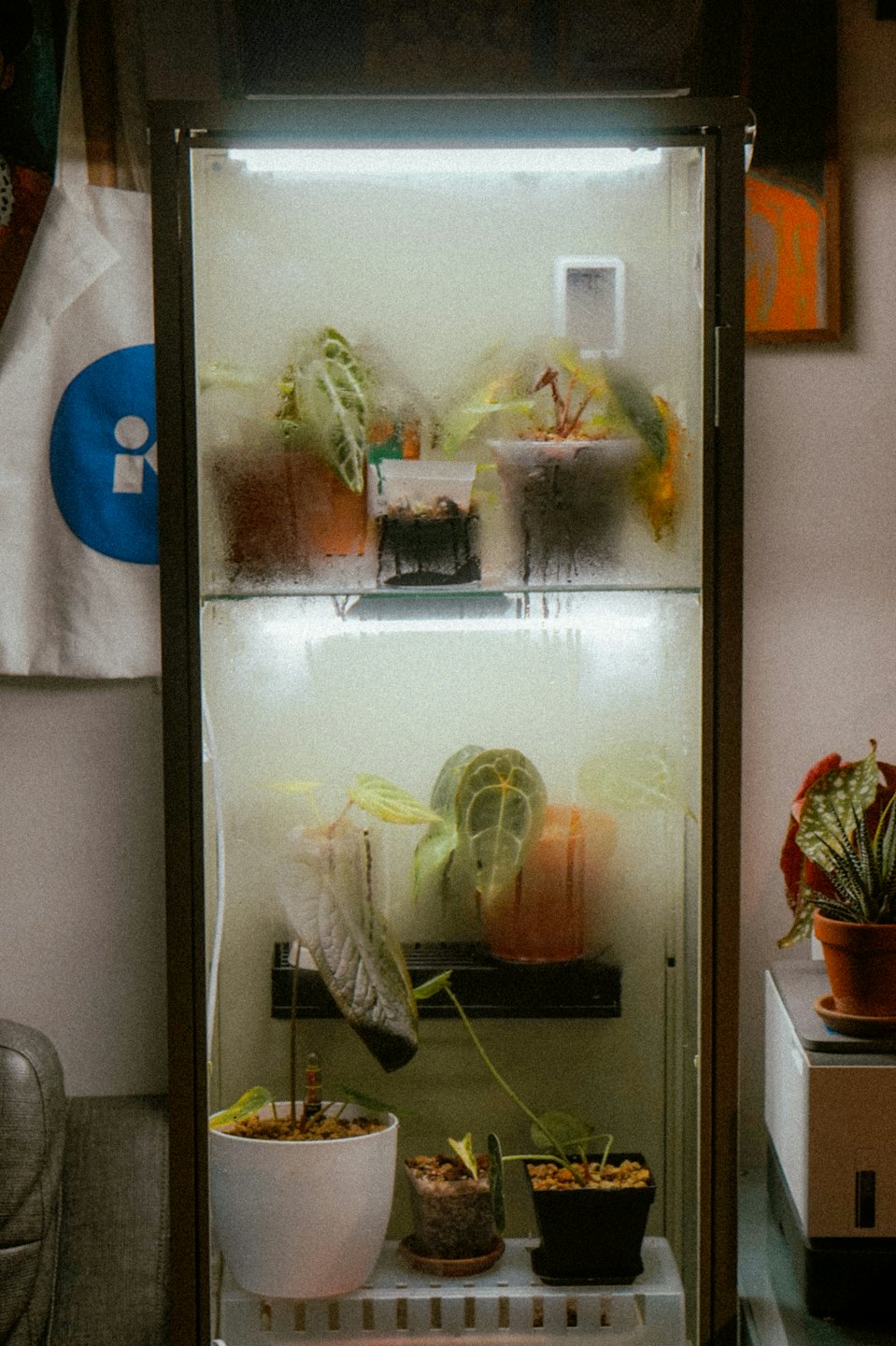 Rośliny tropikalne rosną w szklanej gablocie z terrarium.