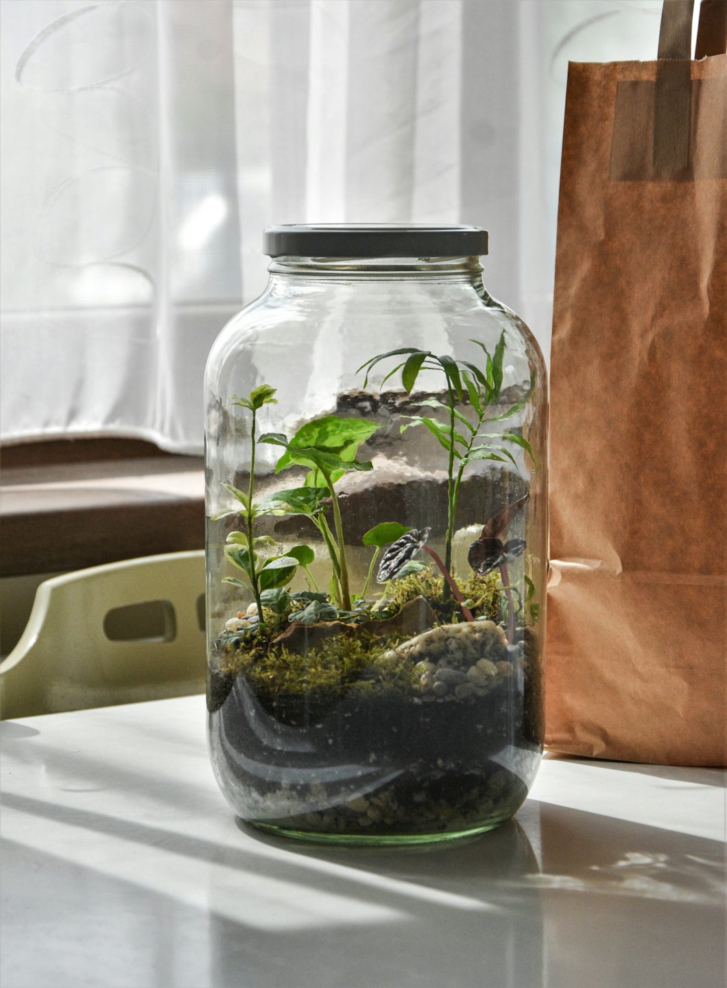 Zielone rośliny i mech rosną w przezroczystym szklanym terrarium.