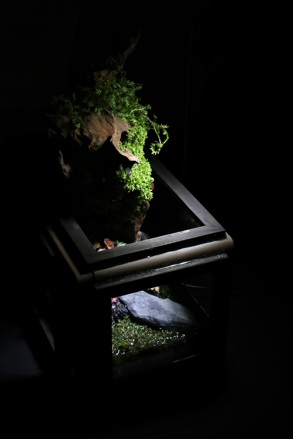 Zielony mech i czerwone rośliny rosną na drewnie w terrarium.