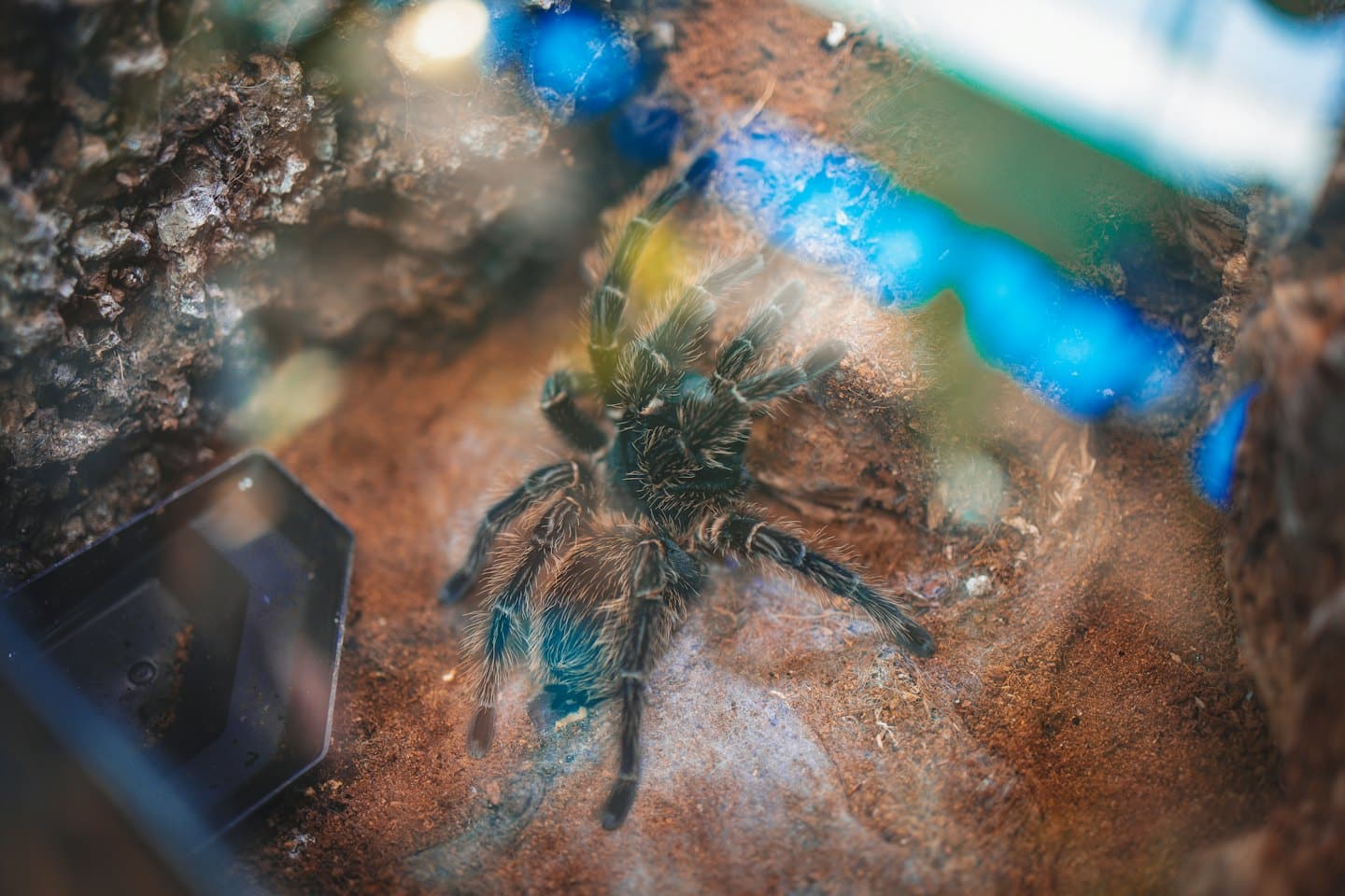 Włochata tarantula spoczywa na czerwonobrązowym podłożu w szklanej obudowie.